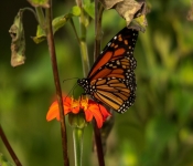 2020 09 13 LongFellowGardens 038